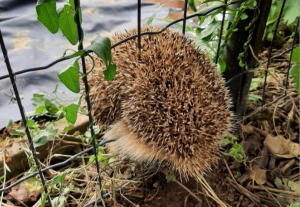 Hérisson piégé dans un grillage © Kathi et François Huin